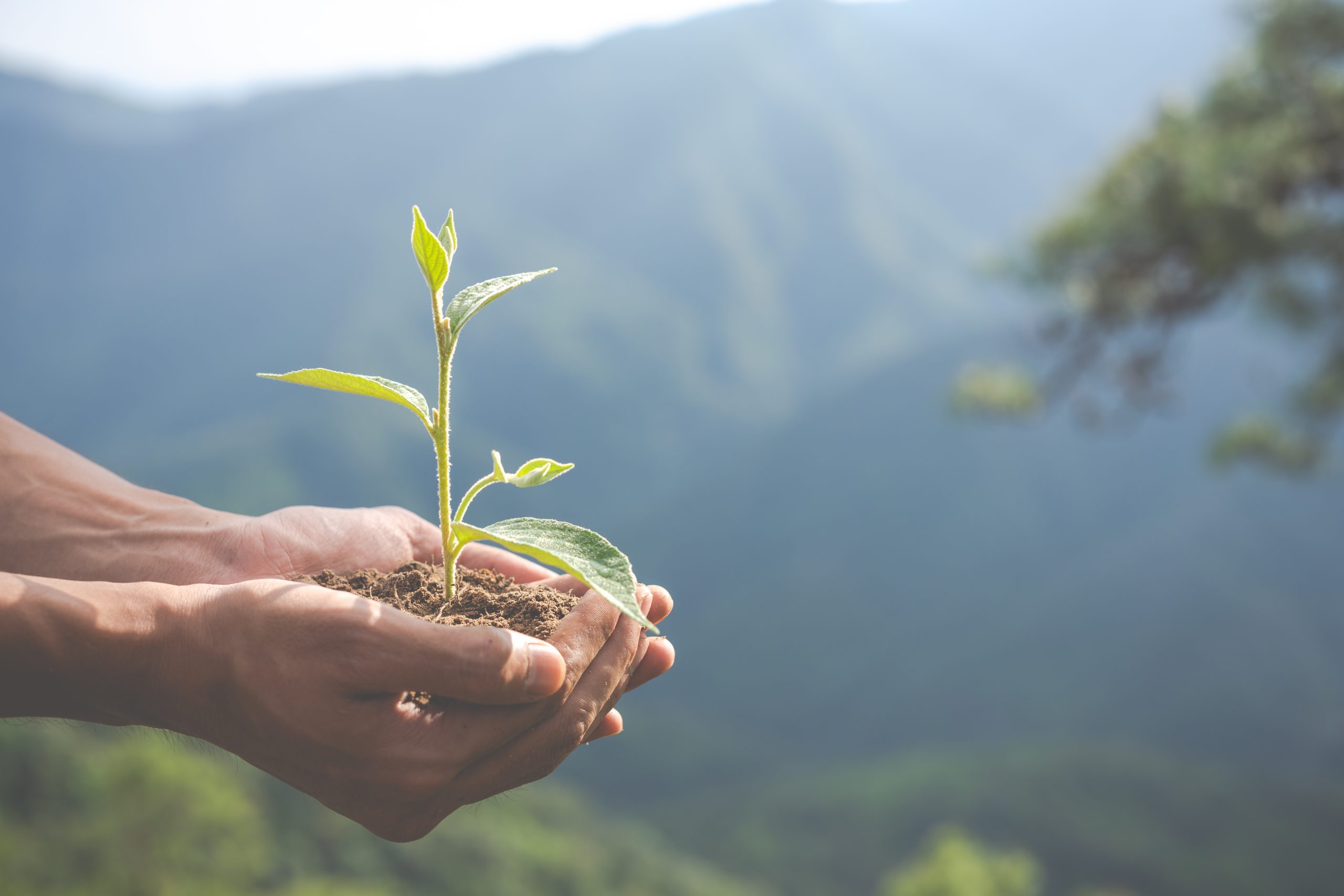 plantando seus valores pessoais